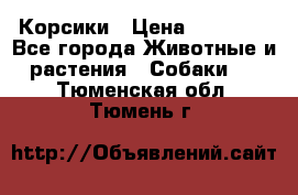 Корсики › Цена ­ 15 000 - Все города Животные и растения » Собаки   . Тюменская обл.,Тюмень г.